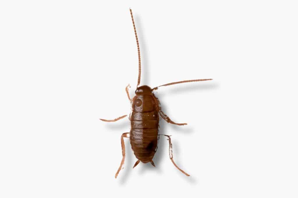 american cockroach nymph