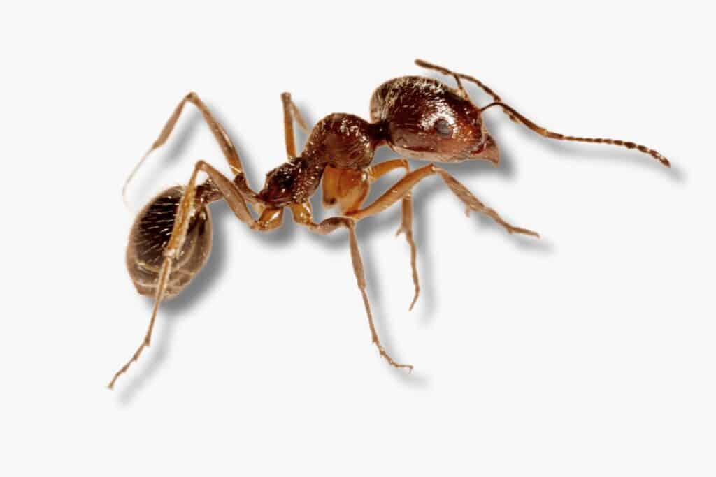 ghost ant or sugar ant is a tiny black bug common in the house