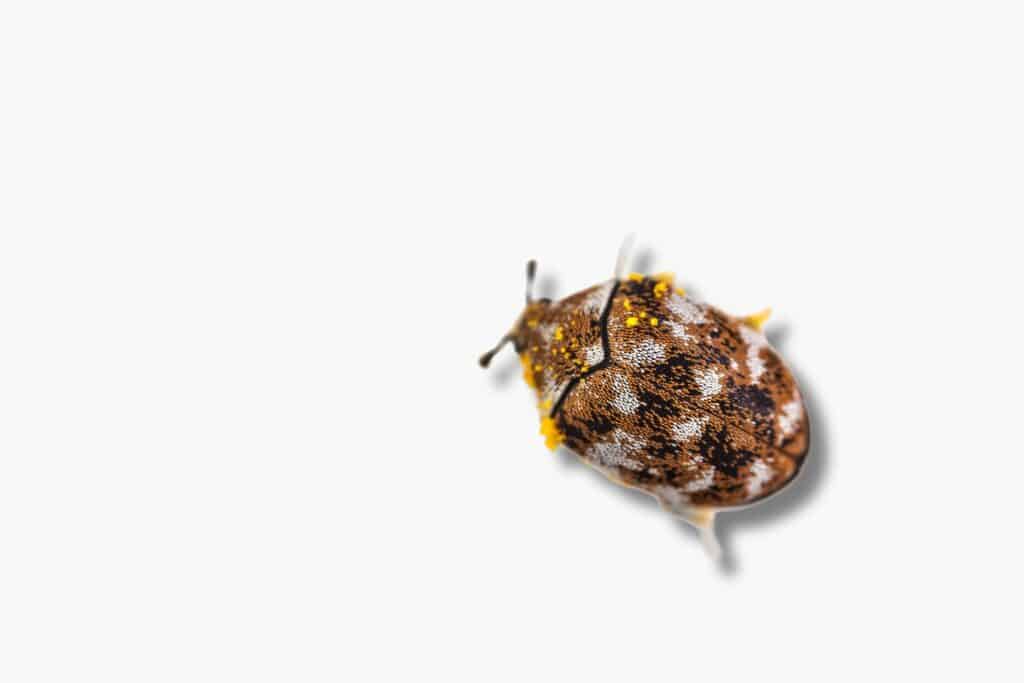 carpet beetles can be black or varied in color, larvae is tiny and harmful