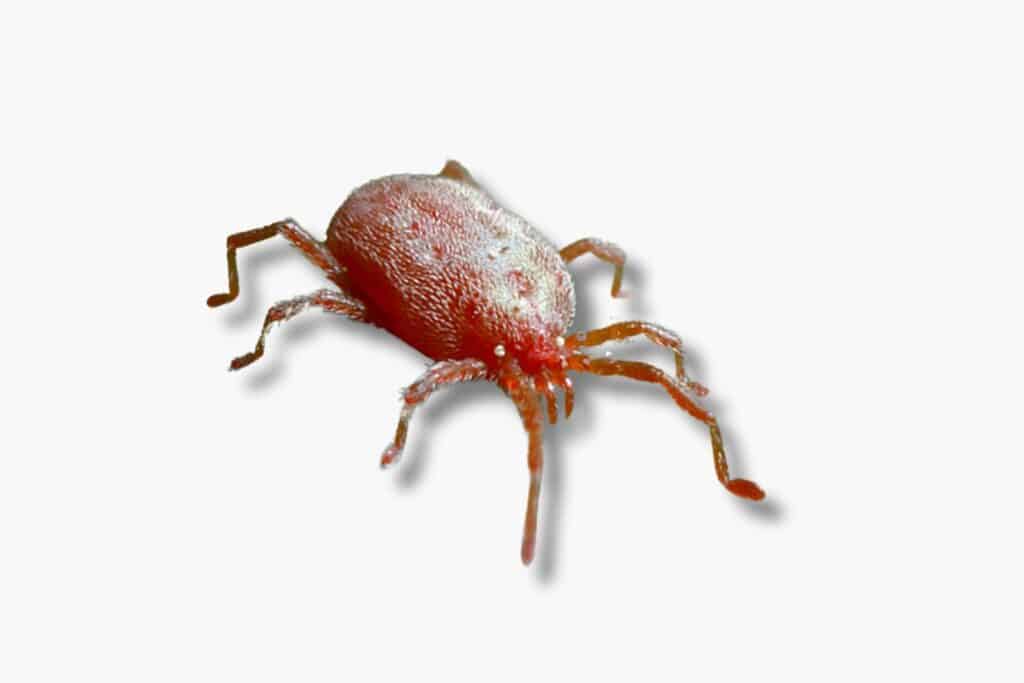 clover mites are red, black, brown, or tan