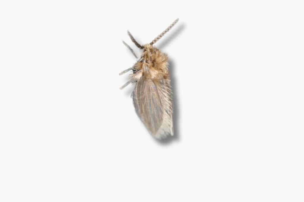 drain flies are tiny and look black from a distance 