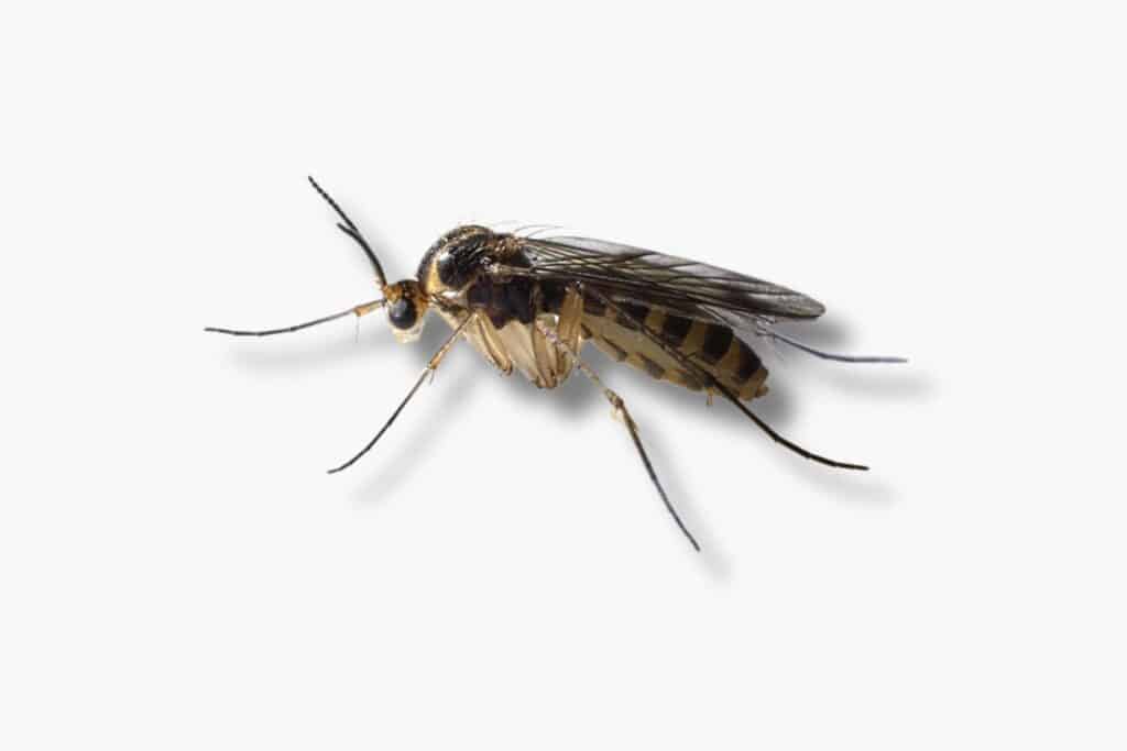 fungus gnats are annoying in the house, tiny black and common