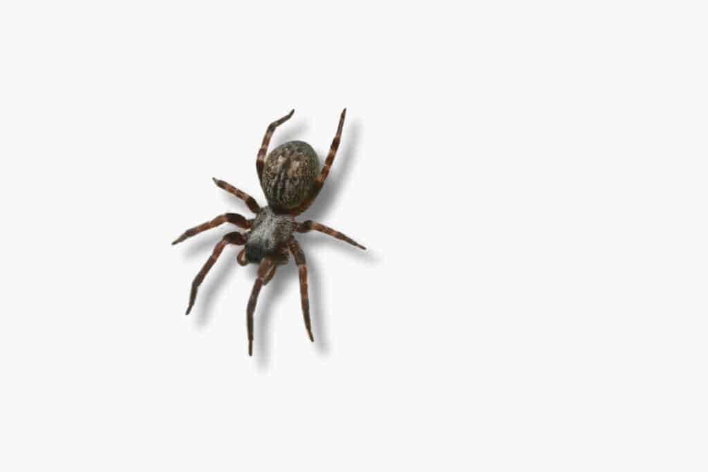 black house spider