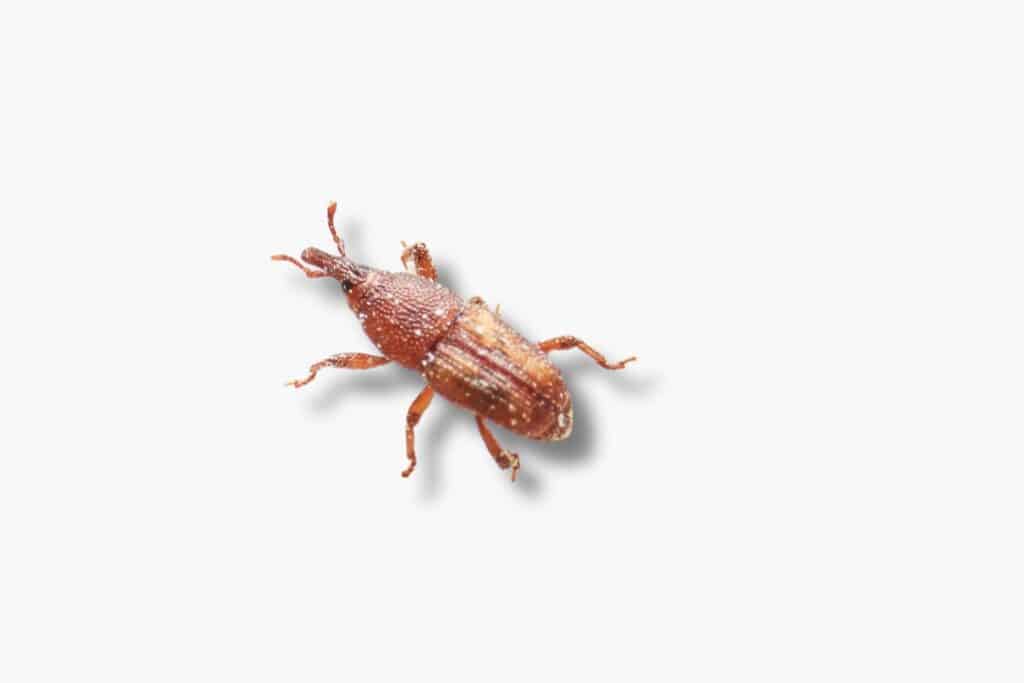 weevils are common tiny black or brown house bugs