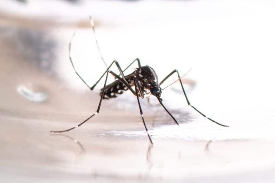 get id of indoor mosquitoes