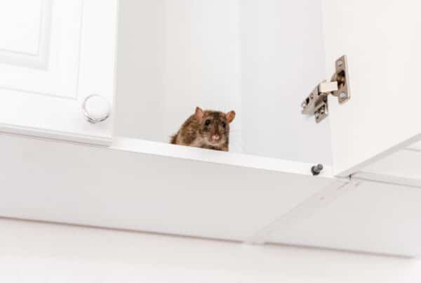 do rodents carry rabies