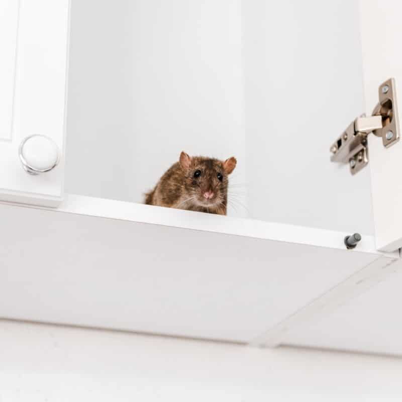 do rodents carry rabies