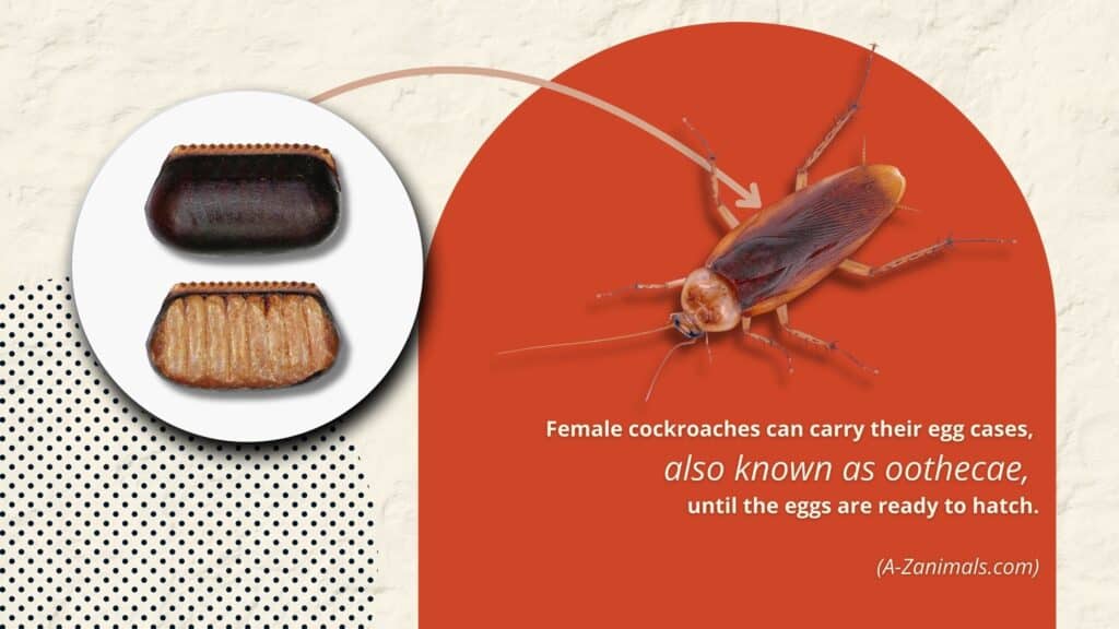 how roaches hatch more into a house