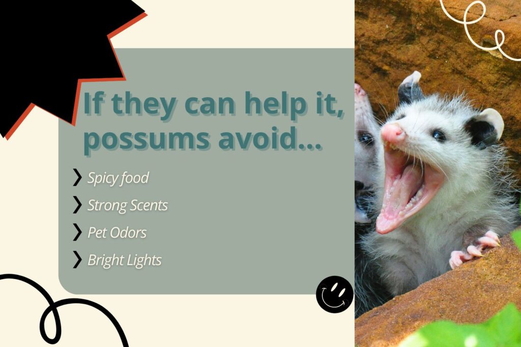 what do possums eat and avoid
