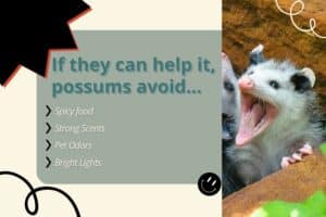 What Do Possums Eat? Plus 4 Surprising Things They Avoid | Inside & Out