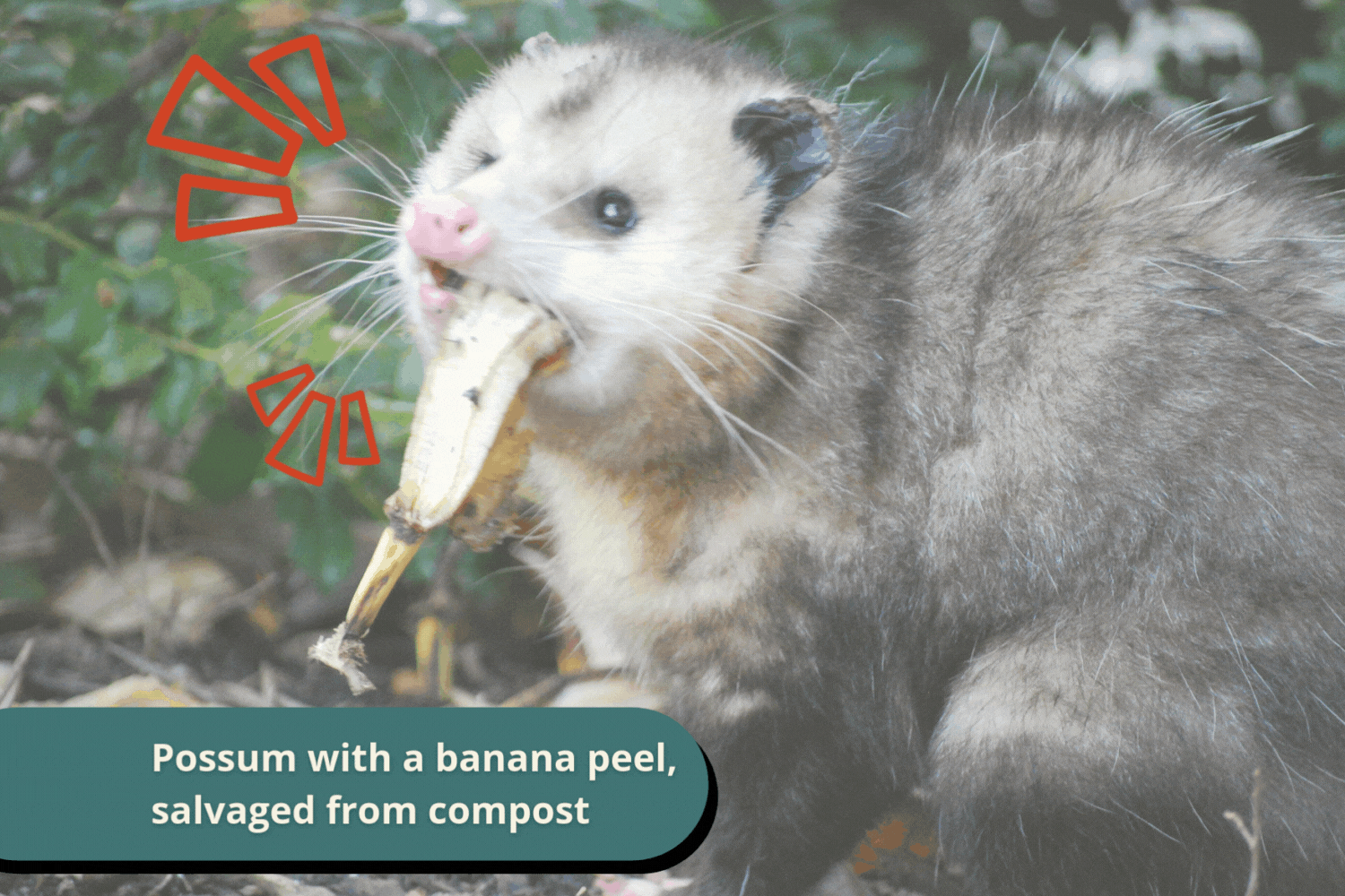 most possums will eat pretty much anything, trash included