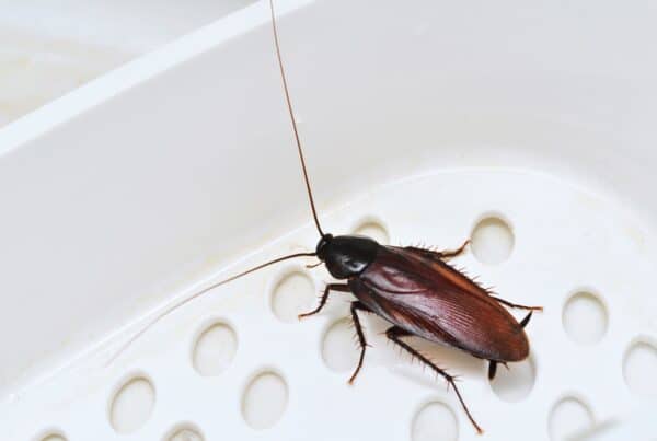 how do roaches get in house