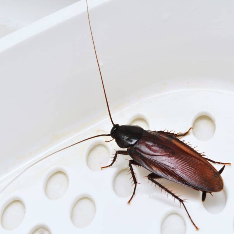 how do roaches get in house