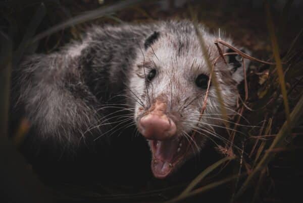 what do possums eat?