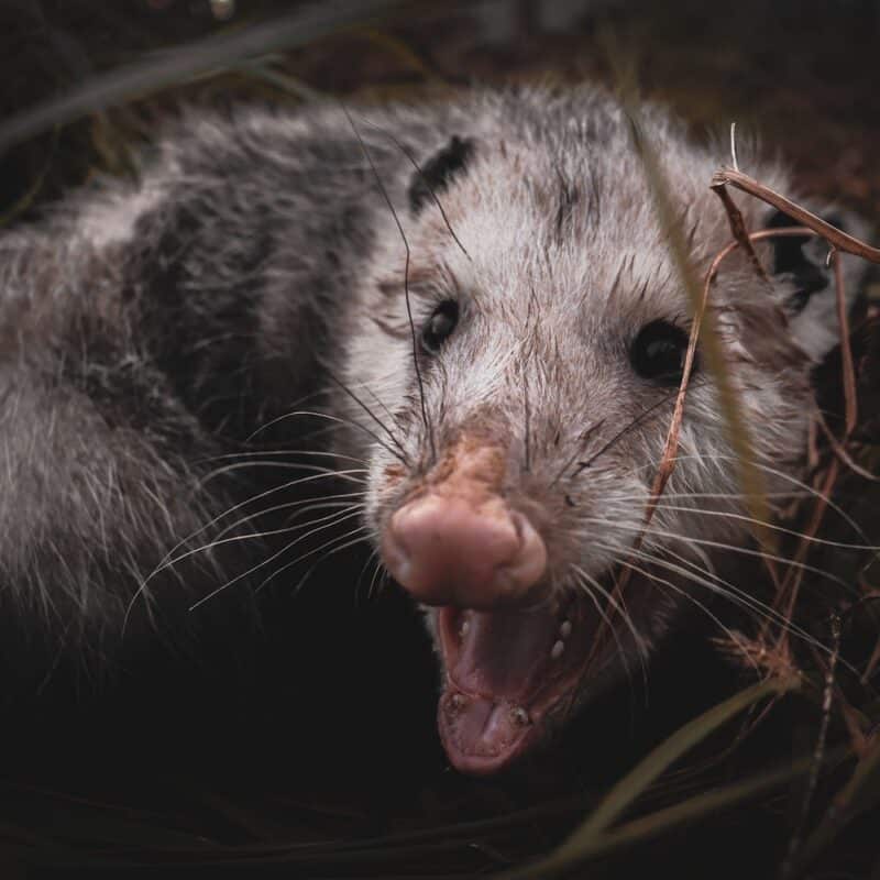 what do possums eat?