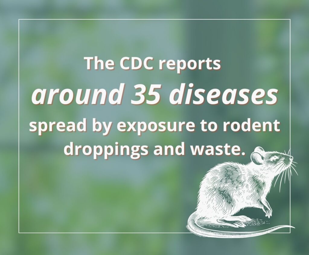 rat and mouse droppings both have health risks