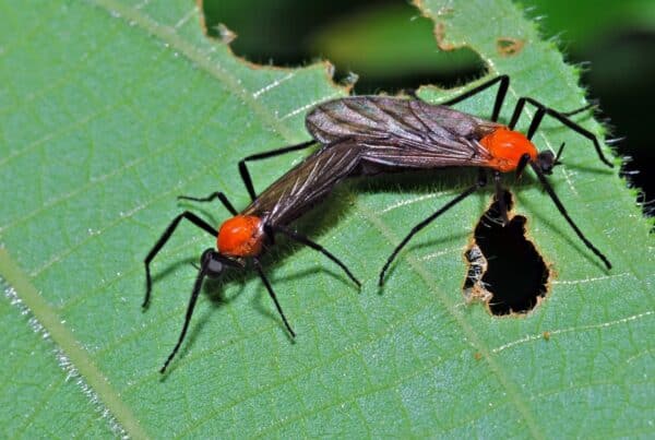 love bugs florida