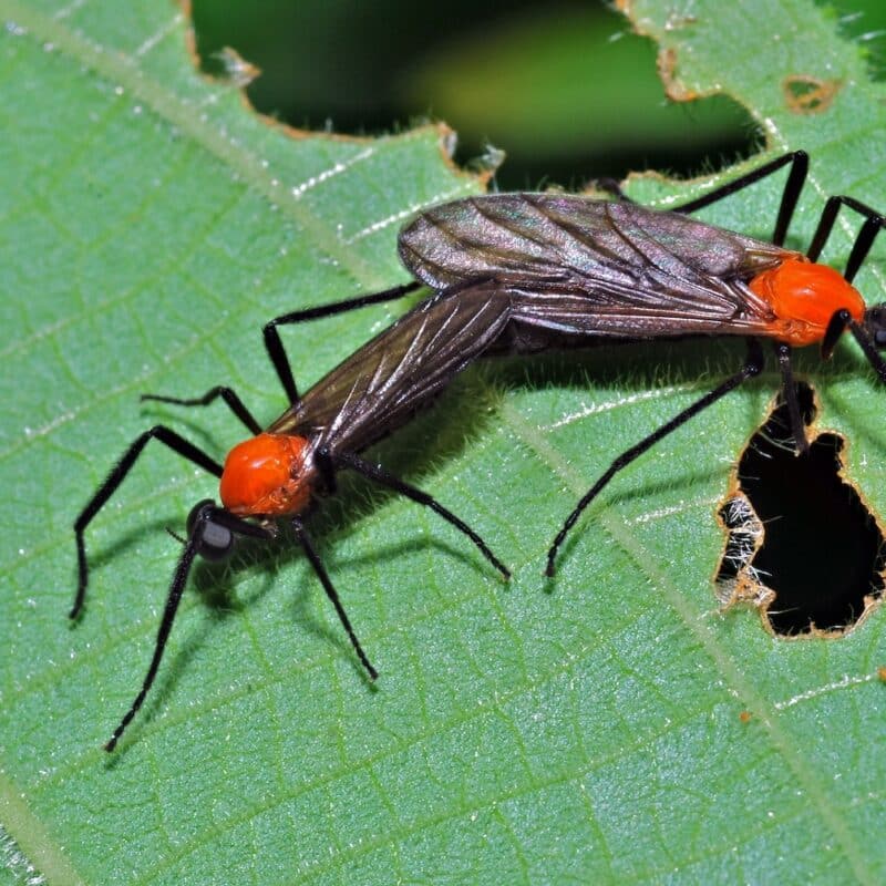 love bugs florida
