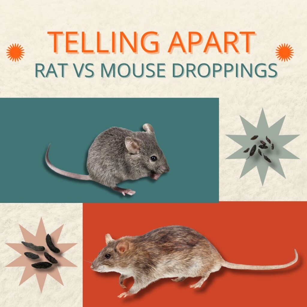 rat droppings vs mouse droppings