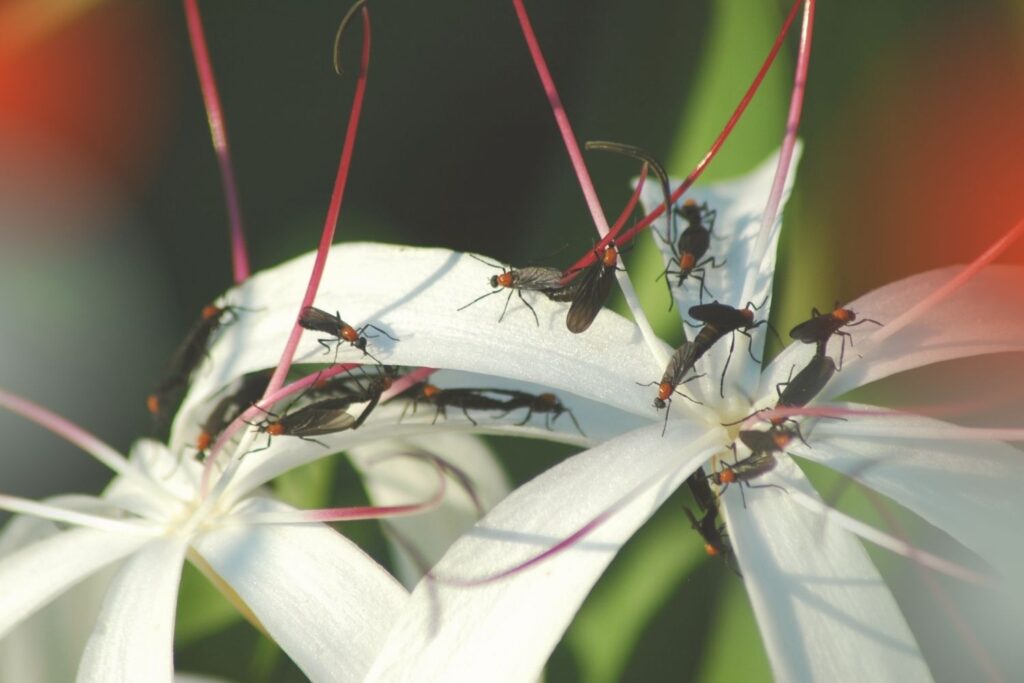 protecting florida property from love bugs