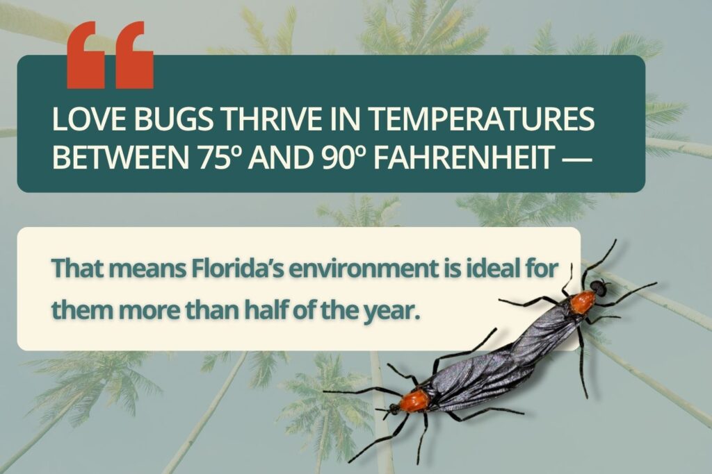 why love bugs are so common in florida