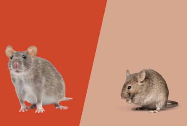 telling apart rat vs mouse droppings