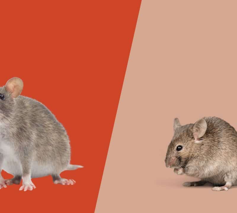 telling apart rat vs mouse droppings