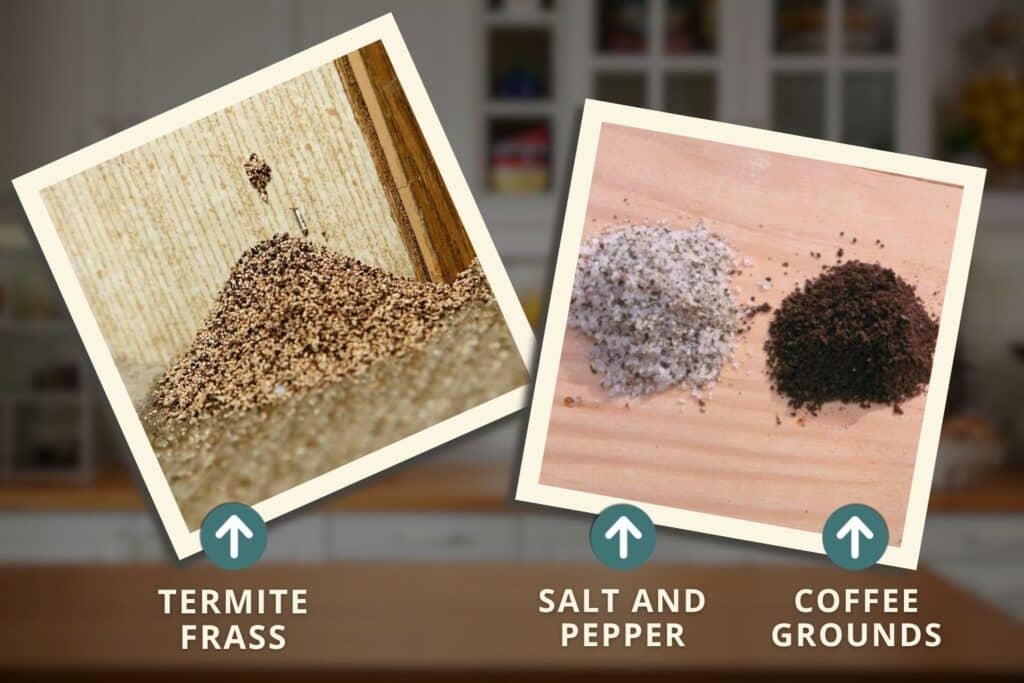 termite frass vs coffee grounds and salt and pepper