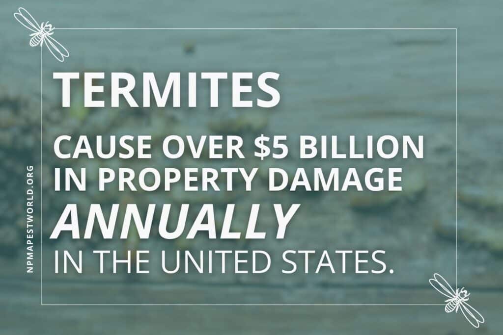 termites frass why identifying it matters
