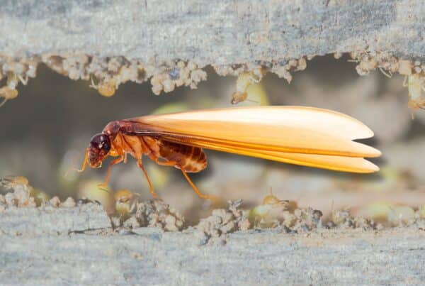 termite frass