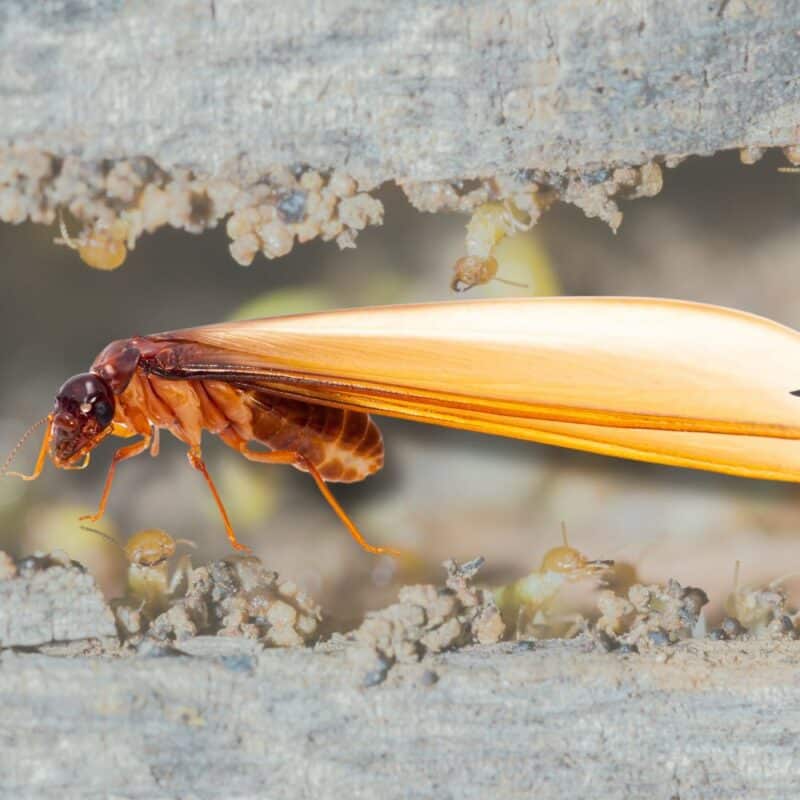 termite frass