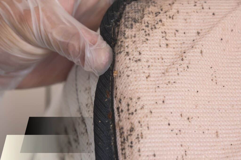 what bed bugs look like