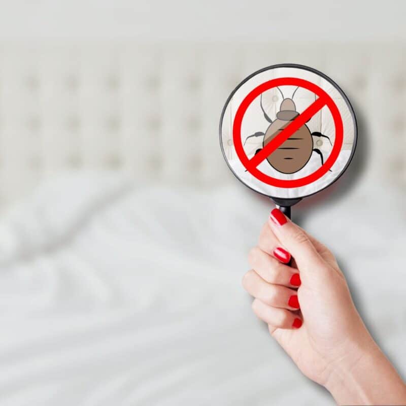 how to check for bed bugs