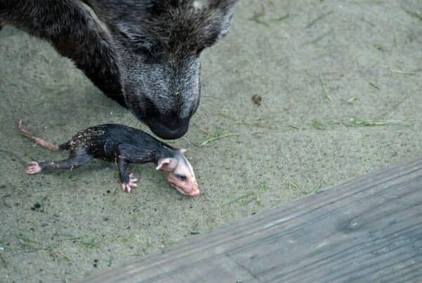 Are Possums Dangerous to Dogs