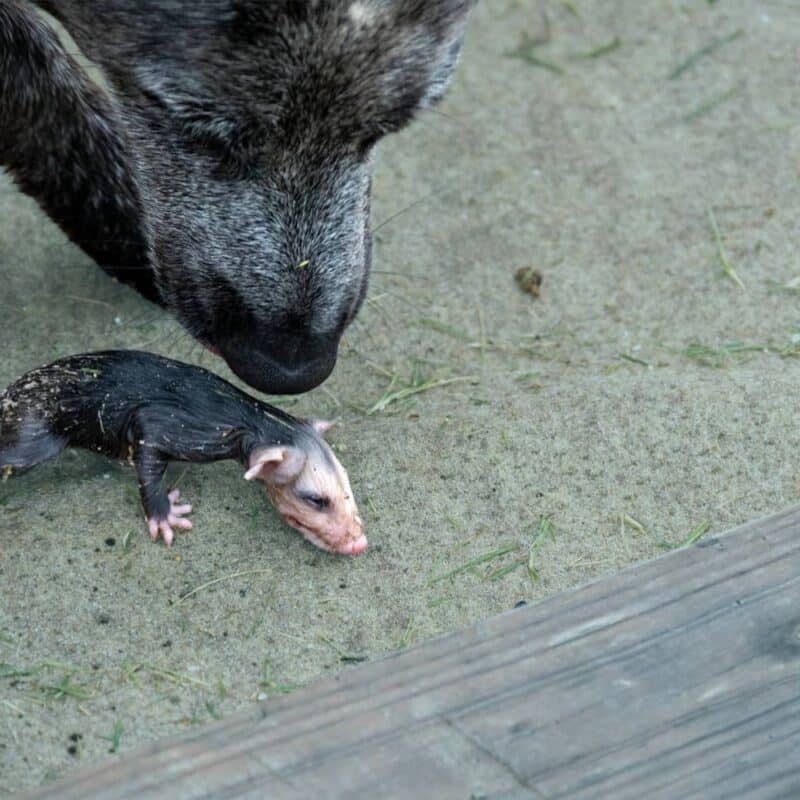 Are Possums Dangerous to Dogs