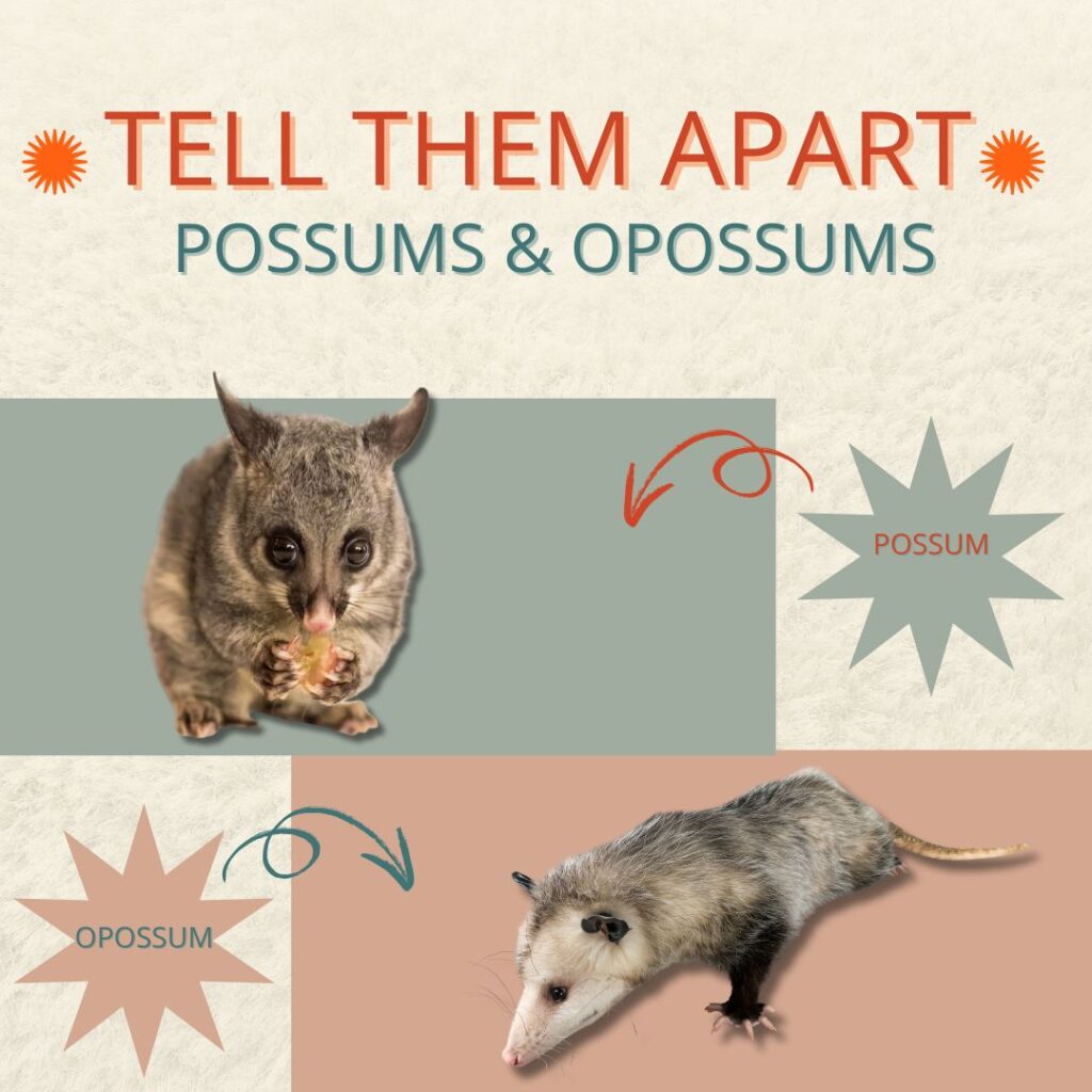 possum vs opossum dangerous to dogs
