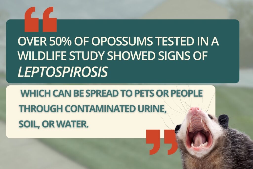 possum opossum pet and disease stat