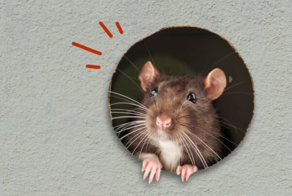mouse in the wall