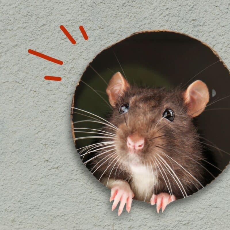 mouse in the wall