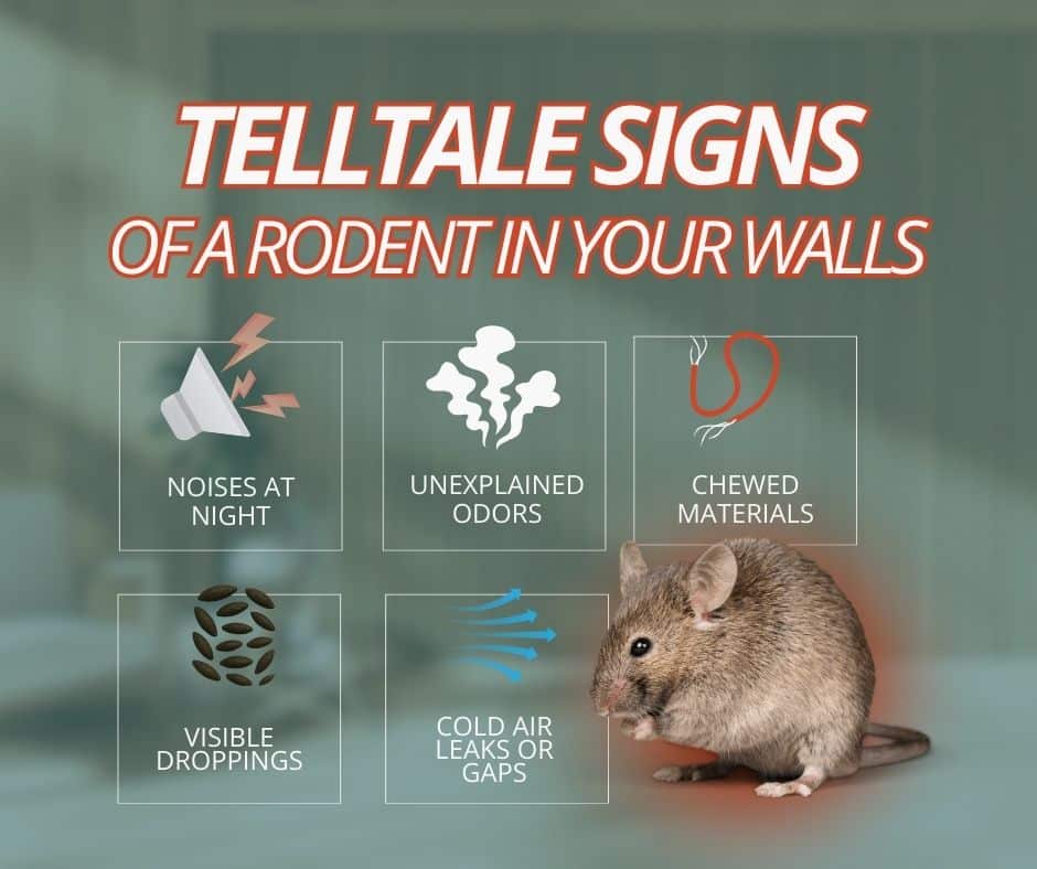 signs of a mouse or other rodent in the wall