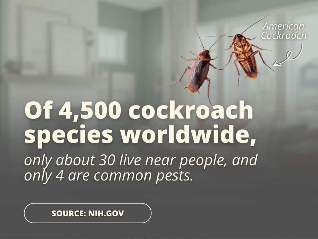 cockroaches pest stat