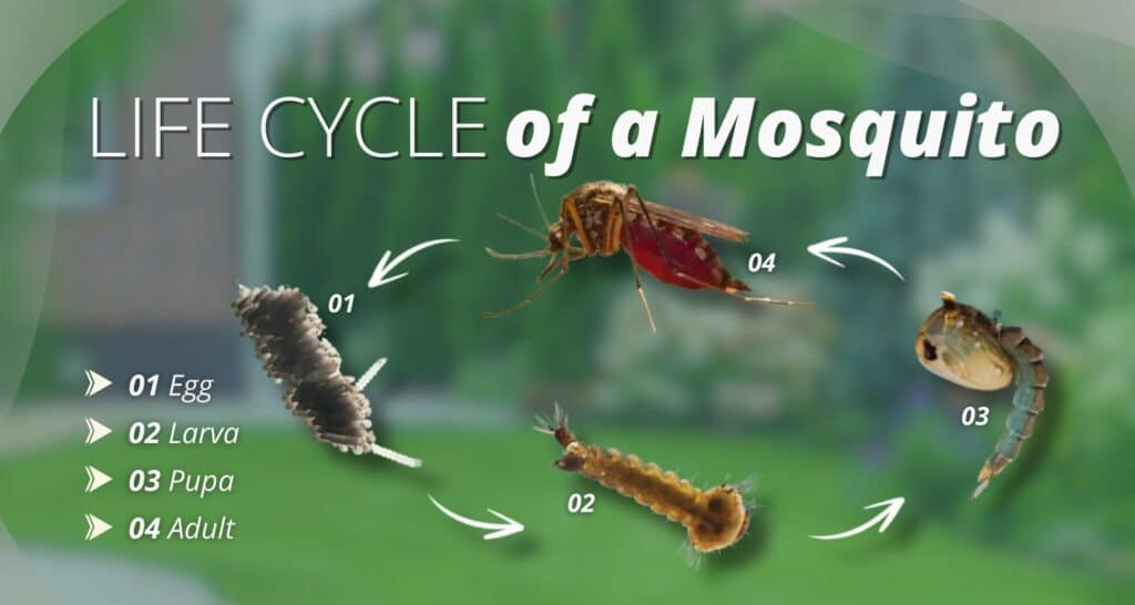 mosquito life cycle