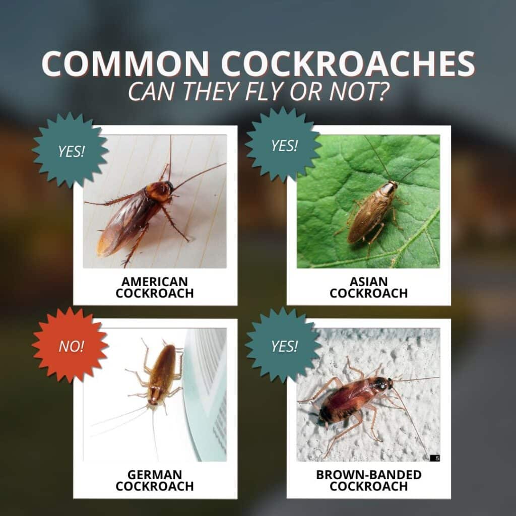 common cockroaches do they fly or not