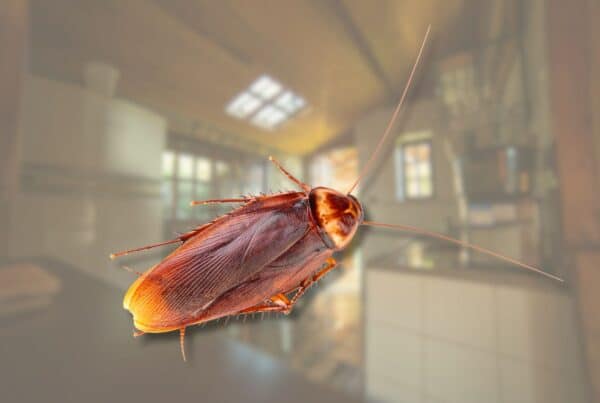 do all cockroaches fly