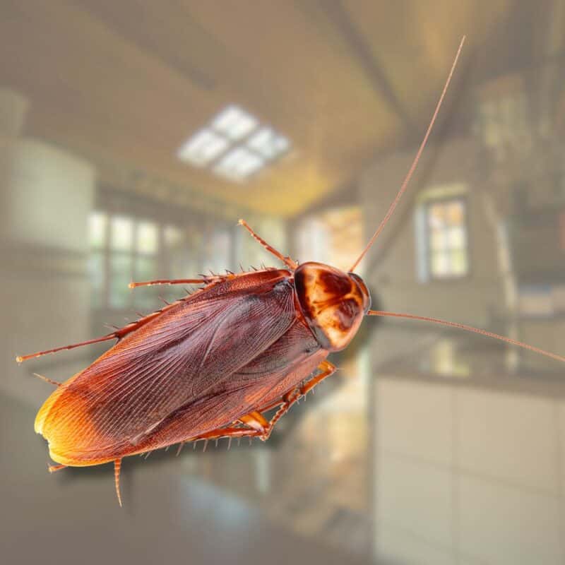 do all cockroaches fly