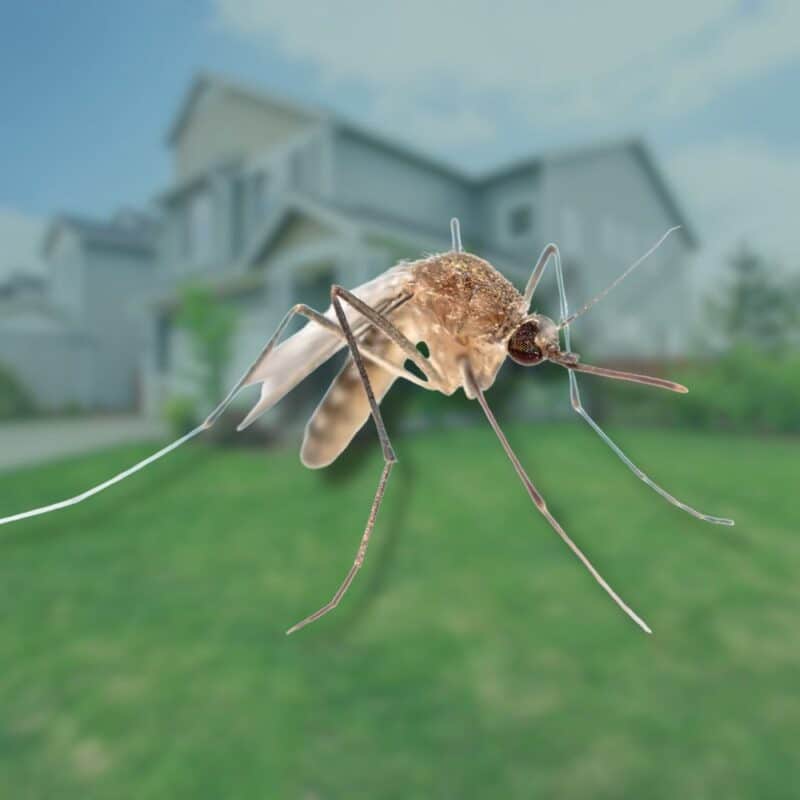 how long does a mosquito live