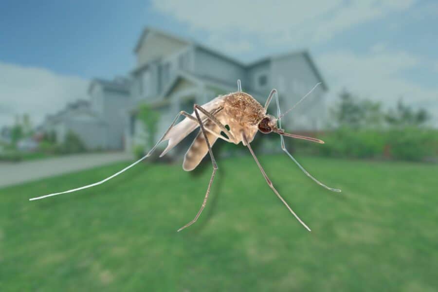 how long does a mosquito live