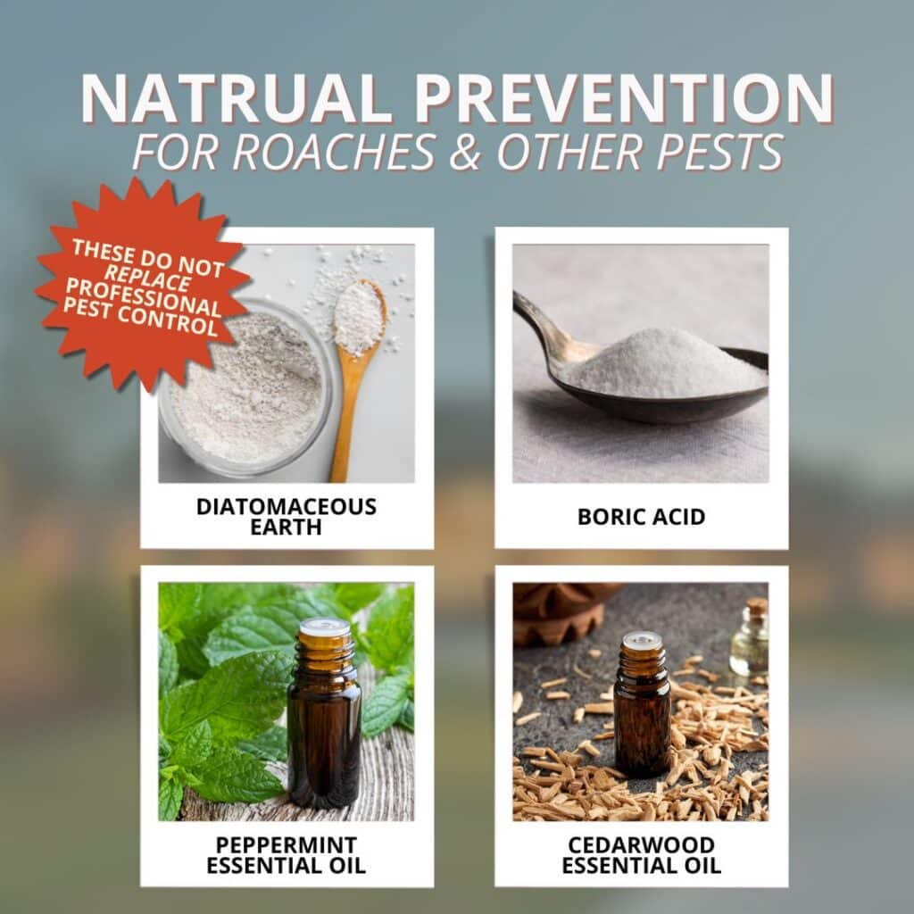 natural prevention to get rid of wood roaches