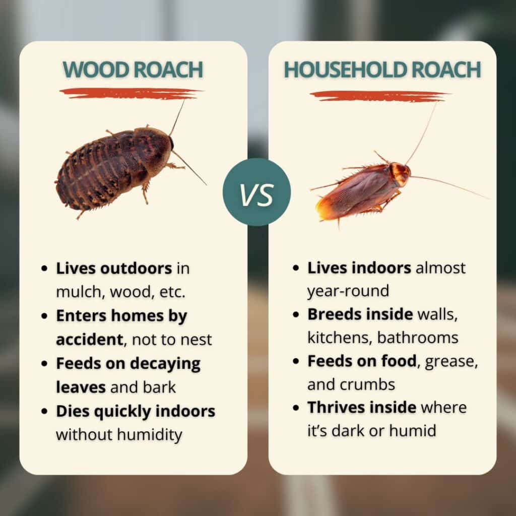 comparing wood roaches and household common roaches
