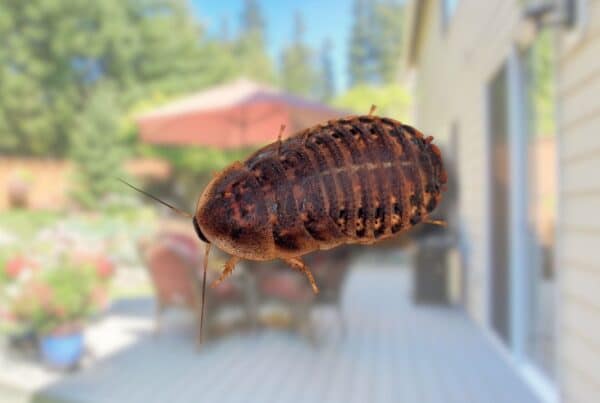 How to get rid of wood roaches